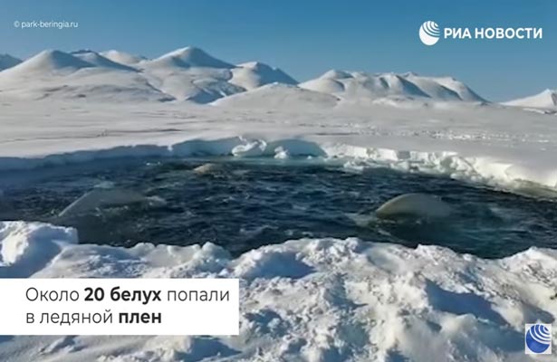 Белухи попали в ледяную ловушку