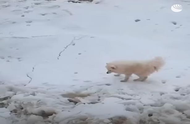 Экипаж ледокола спас собаку