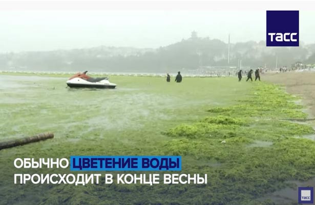 Зеленый прилив в Желтом море. Как в Китае справляются с водорослями