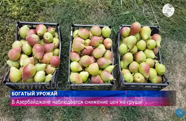 В Азербайджане выращен богатый урожай груш и соответственно наблюдается снижение цен на них