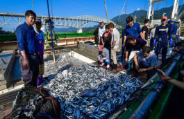 Россия изымет у Японии право вылова рыбы у Курил из-за отказа платить за квоты