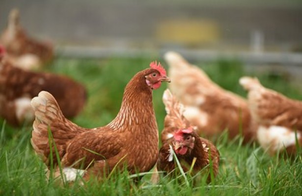 В Японии уничтожат 150 тысяч кур из-за вспышки птичьего гриппа