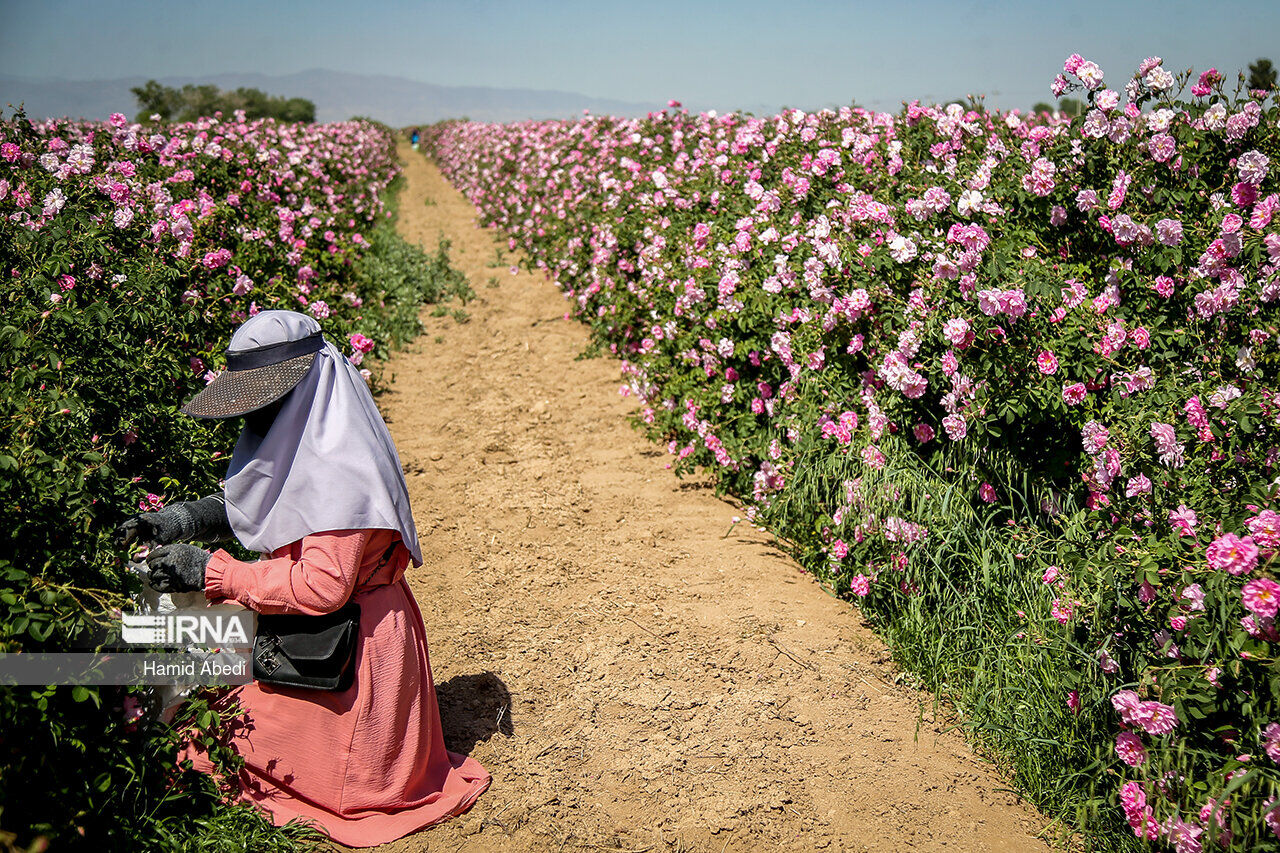 Иран является крупнейшим в мире производителем дамасской розы