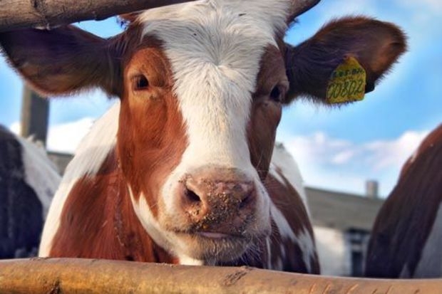 В Австралии предложили использовать коров как доноров зубных имплантов