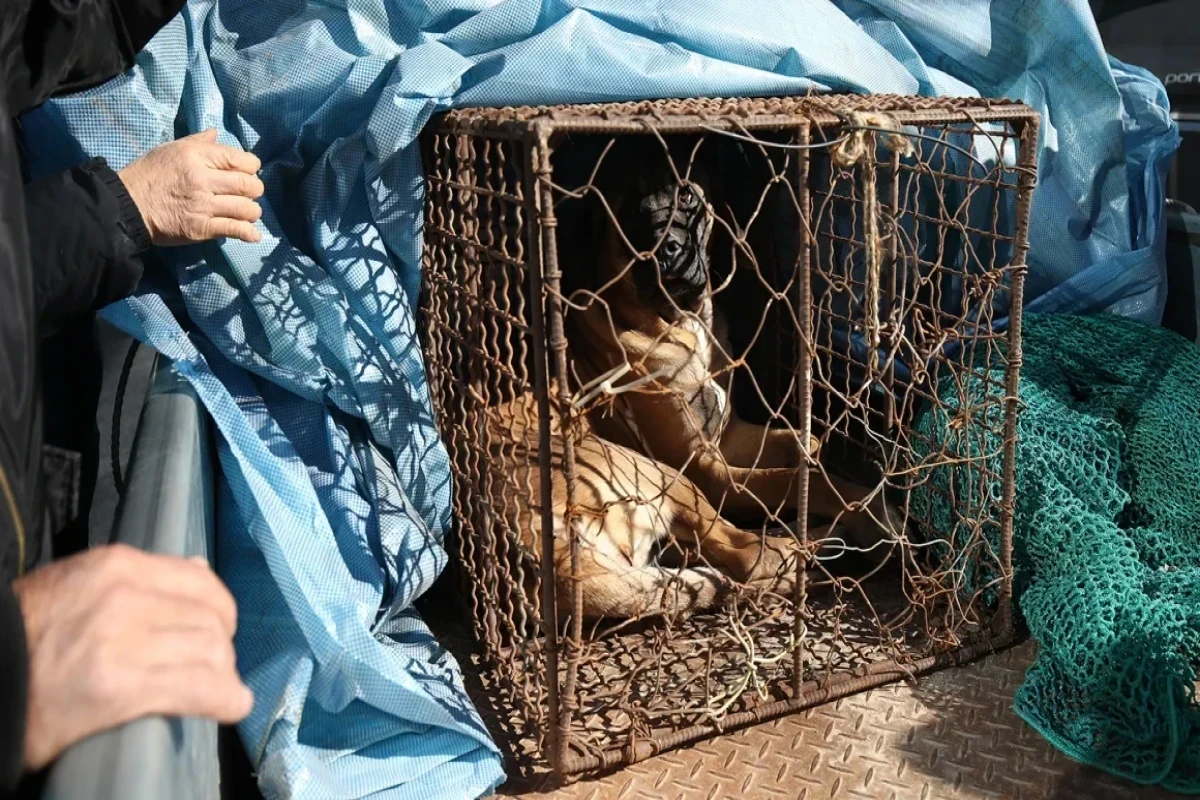 В Южной Корее запретили торговлю собачьим мясом