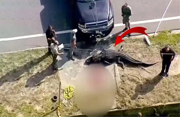 Гигантский крокодил вышел из канала с человеческим трупом во рту — Видео