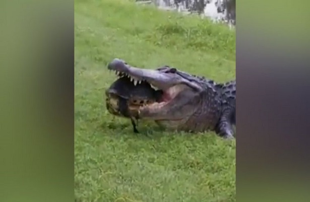 Крокодил попытался съесть черепаху и попал в смешные мемы о неудачниках